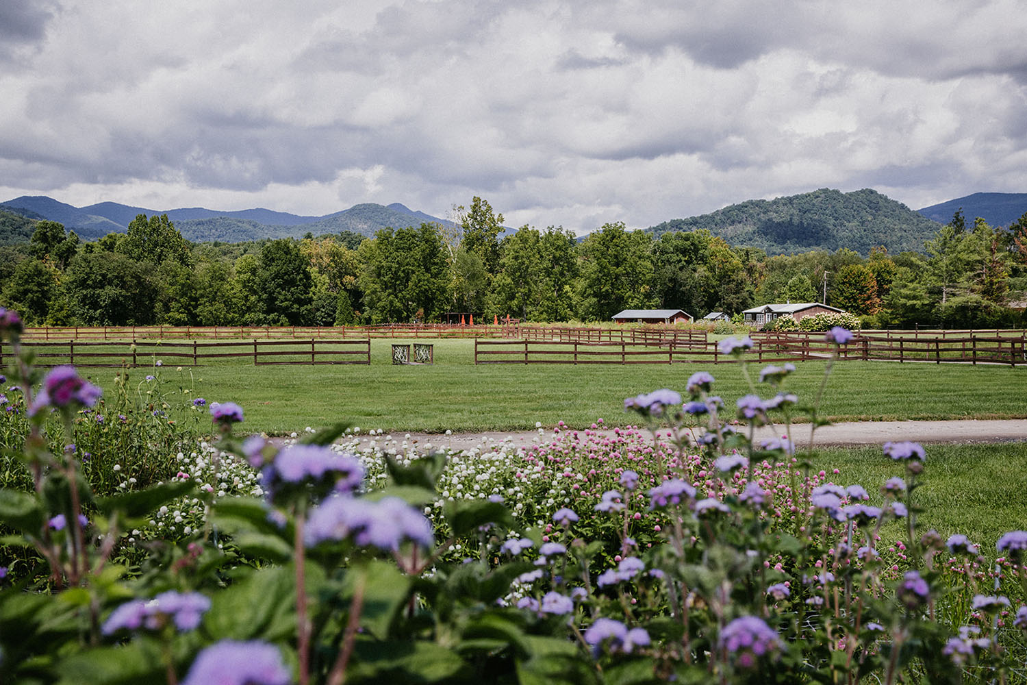 Flower farm and mountain views